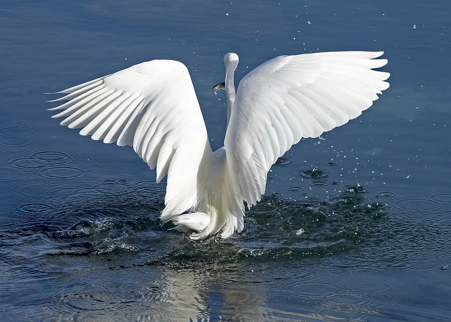 shallow focus photography of white swan, heron, bird, nature HD wallpaper