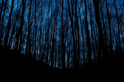 silhouette photography of trees, low, angle, wood, forest, mountain HD wallpaper