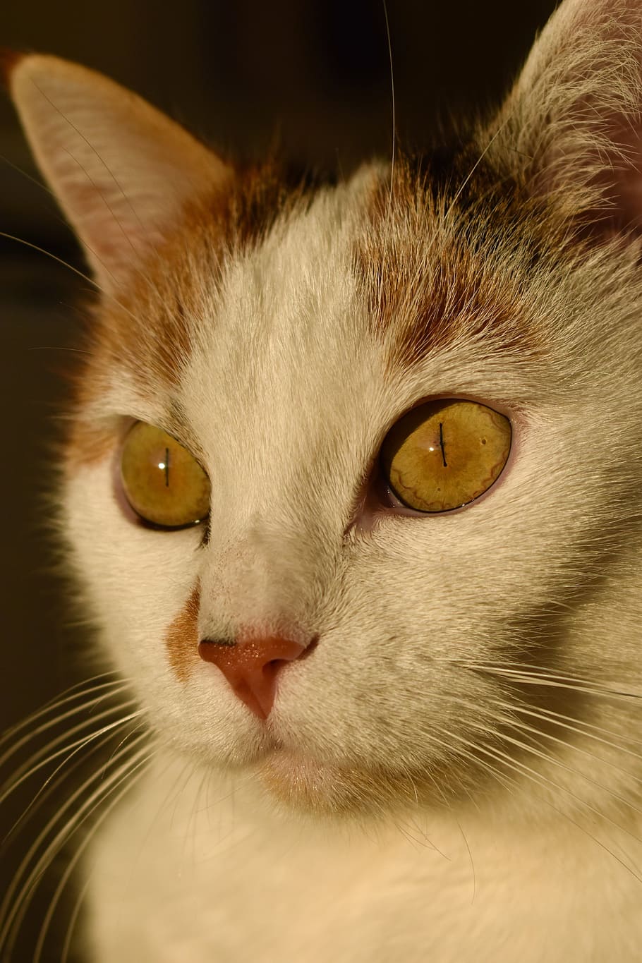 cat, white, animal, creature, pet, white cat, mieze, adidas HD wallpaper