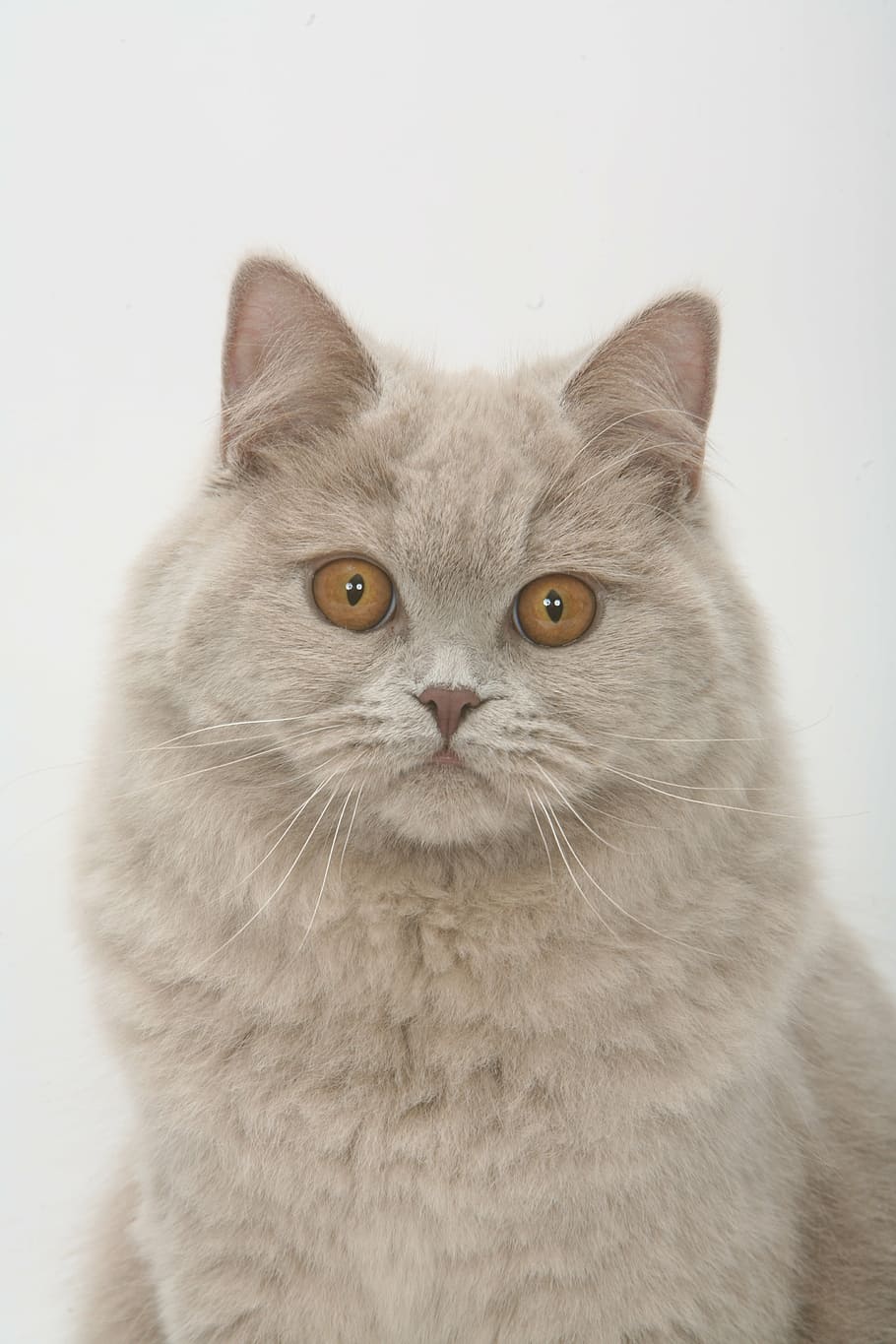 front photo of reclining gray cat with gray background, face HD wallpaper