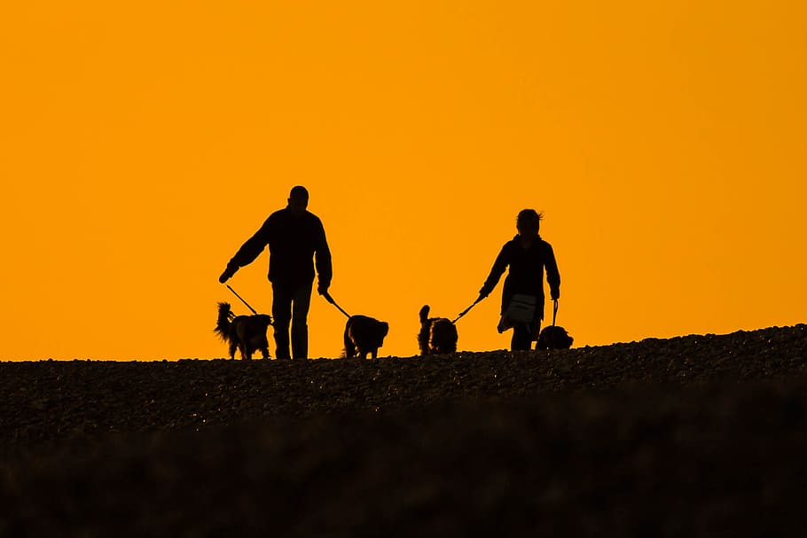 two person holding four pets, beach, sunset, people, dogs, silhouettes HD wallpaper