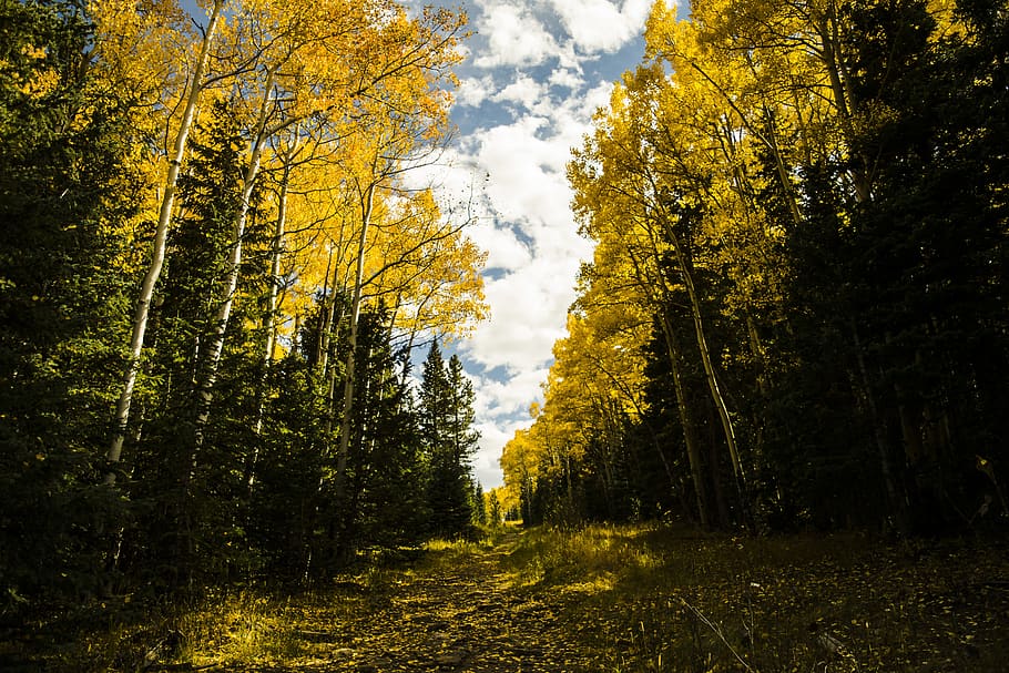 colorado, fall leaves, mountains, autumn, nature, aspen, forest, HD wallpaper