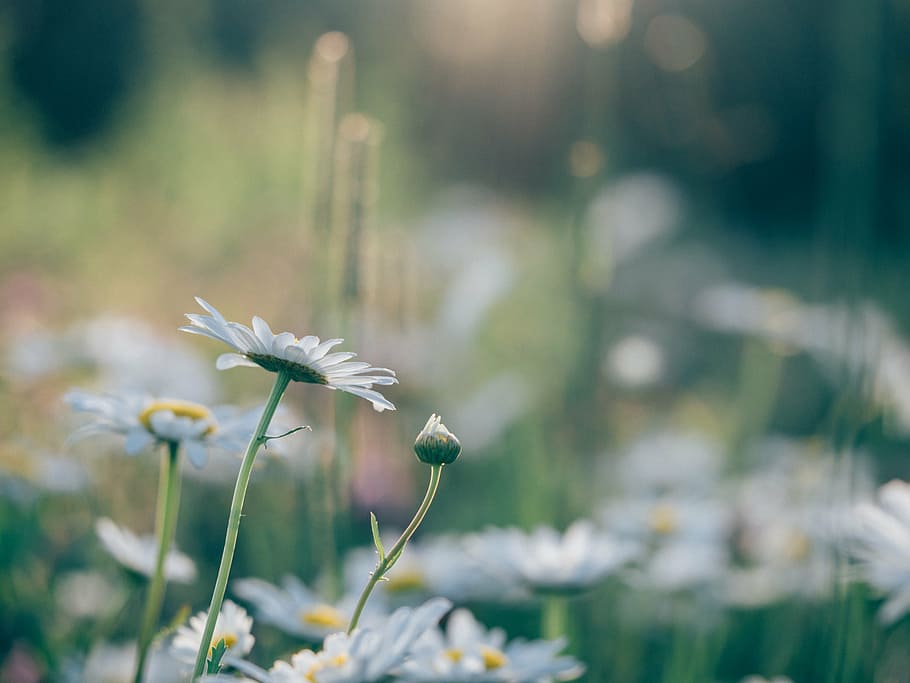 selective focus photography of white daisy flowers, daisies HD wallpaper