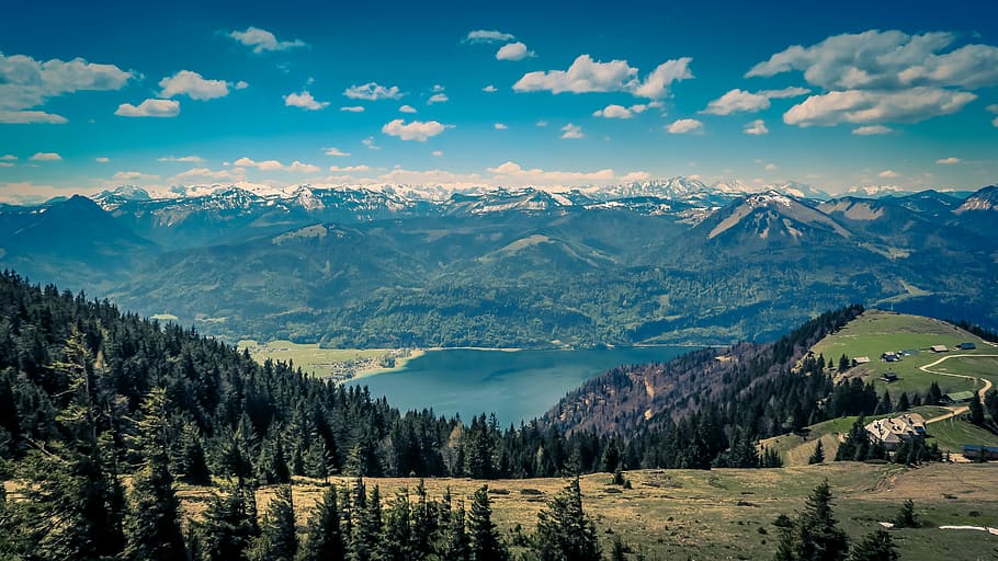 aerial photography of pine trees on mountain, pine trees on valley HD wallpaper