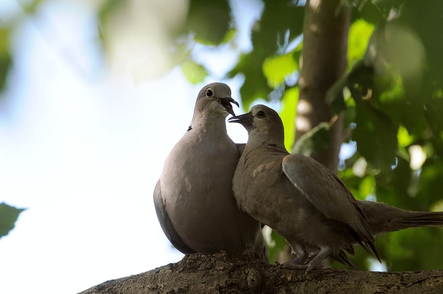 doves, trees, wildlife, bird, animal, nature, beak, outdoors HD wallpaper