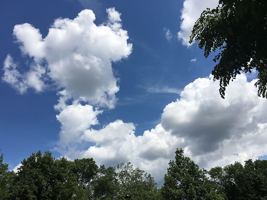 cloud, tree, sky, blue, green, nature, environment, summer HD wallpaper