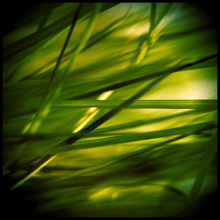 green leafed grass, stone, grasses, reed, plant, nature, green color HD wallpaper