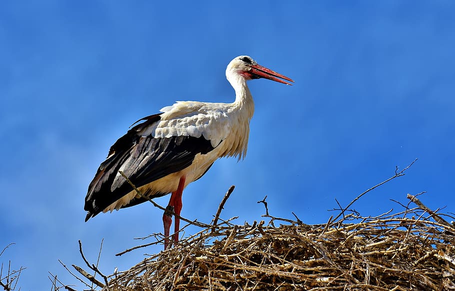 Stork, Bird, Fly, Plumage, Nature, animal world, wing, monkey mountain salem HD wallpaper