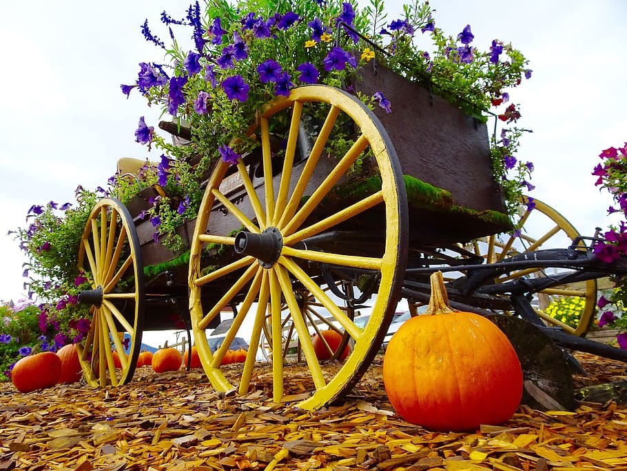 Flowers, Wagon, Pumpkin, Decoration, wheel, wagon wheel, wood - material HD wallpaper