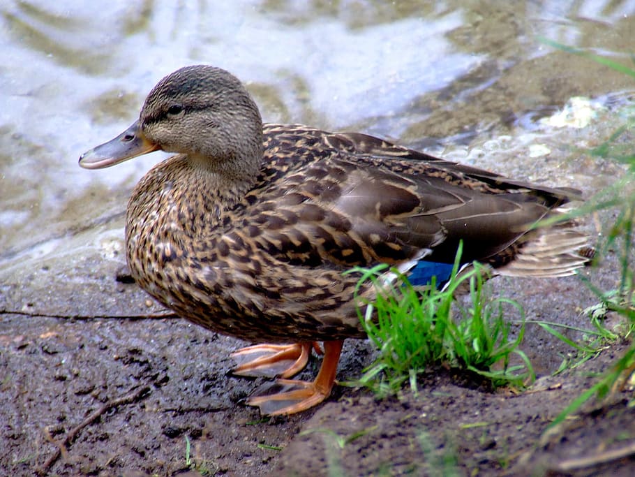 duck, female, nature, water, bird, wildlife, waterfowl, hawthorne rotary park, HD wallpaper
