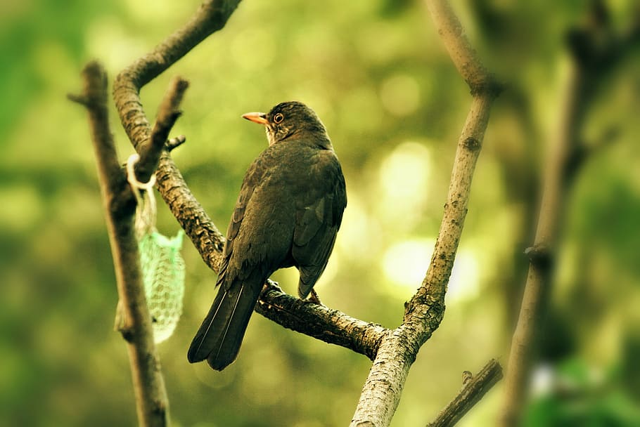 thrush, garden, bird, nature, feather, pen, fauna, branch, birds HD wallpaper