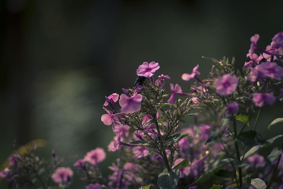 Flowers, Violet, Summer, Garden, violet flowers, nature, plant HD wallpaper