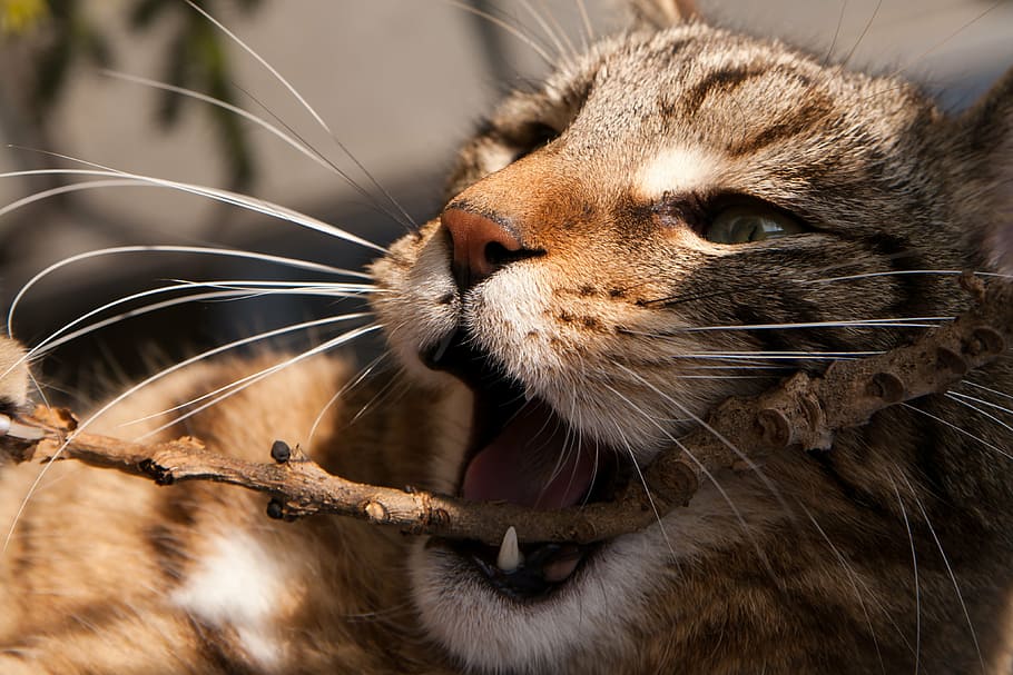 cat, playing, mieze, cheeky, cute, datailaufnahme, fun, mackerel HD wallpaper