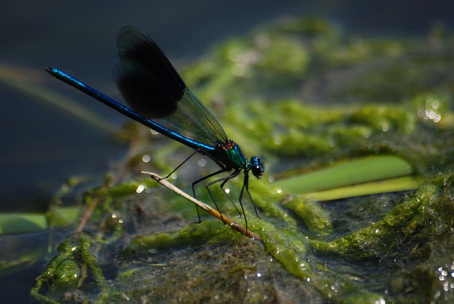 damsel, fly, banded demoiselle, calopteryx splendens, insect