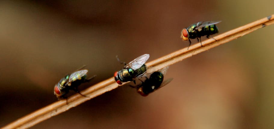 4 Black Fly on Brown Stick, houseflies, insects, macro, pest HD wallpaper
