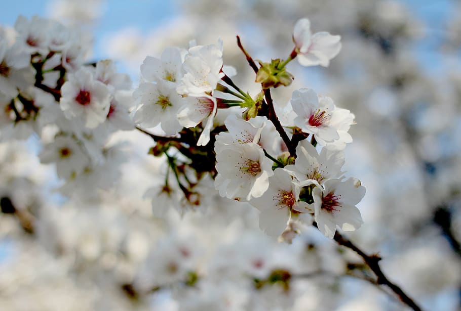 spring, cherry blossom, sakura, flowers, flowering plant, fragility HD wallpaper