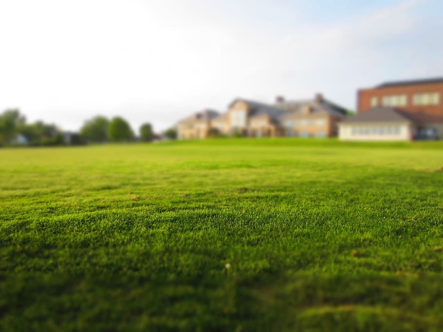 worm's eye view of green gras, lawn, grass, mowing, nature HD wallpaper