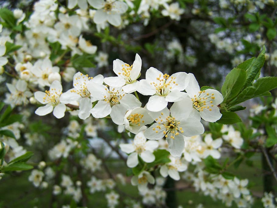 fruit trees in bloom, white flower, spring, flowering plant HD wallpaper