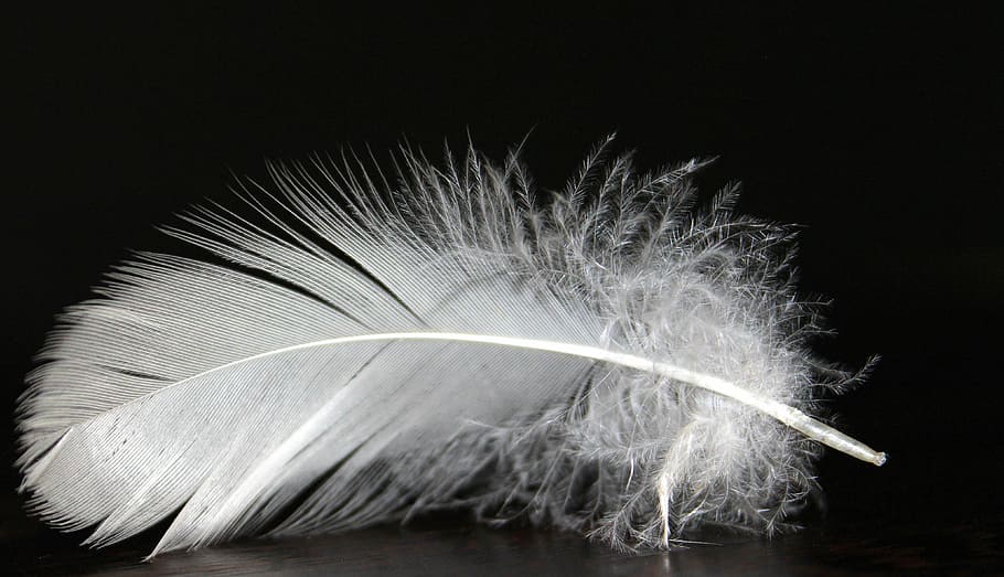 white feather, feather fluff, fluffy, soft, bird feather, fluffity HD wallpaper