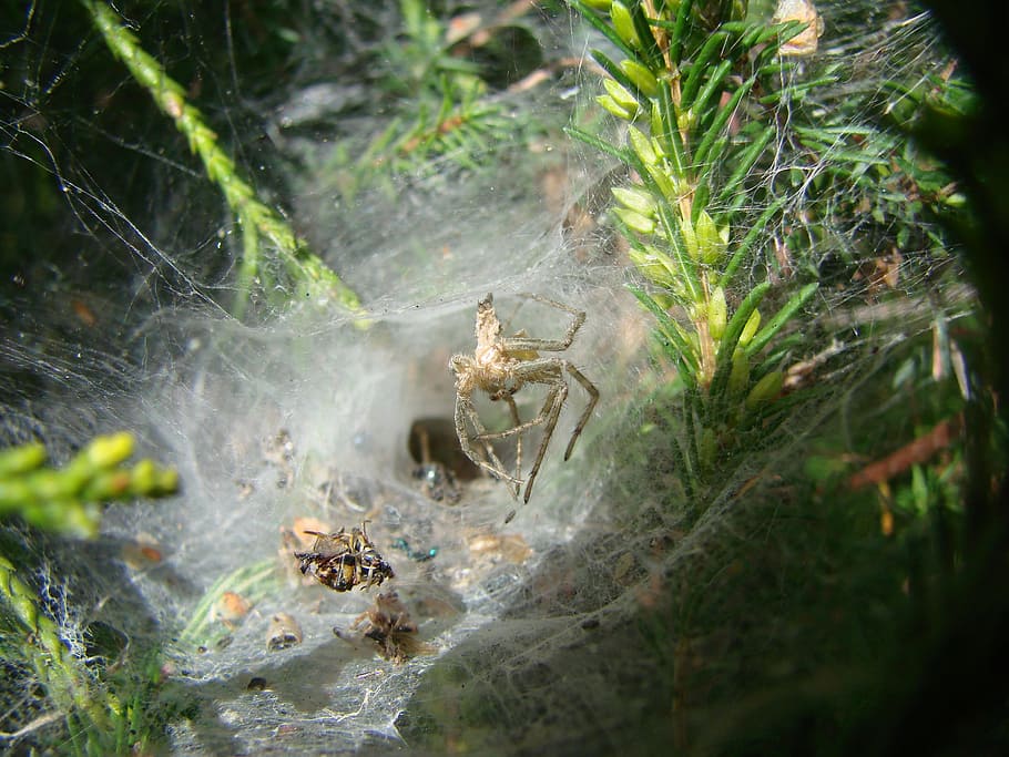 Agelenidae Spider, South West Of France, canvas shaped tunnel, HD wallpaper