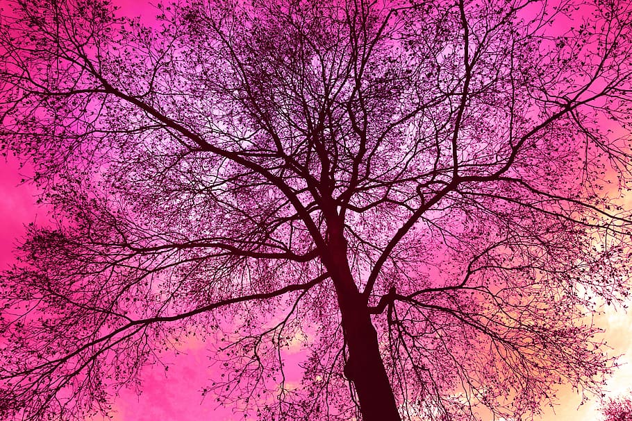 HD wallpaper: pink leafed tree at daytime illustration, tree top, bare  branch | Wallpaper Flare