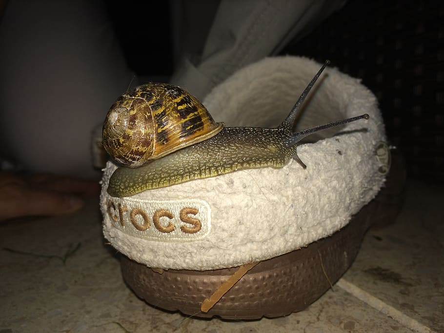 snail, crocs, shoe, close-up, animal, animal themes, animal wildlife HD wallpaper