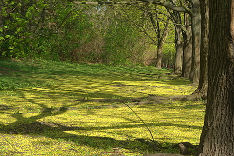 Tree, Sun, Holiday, Nature, park, the sun, green, spring, summer HD wallpaper