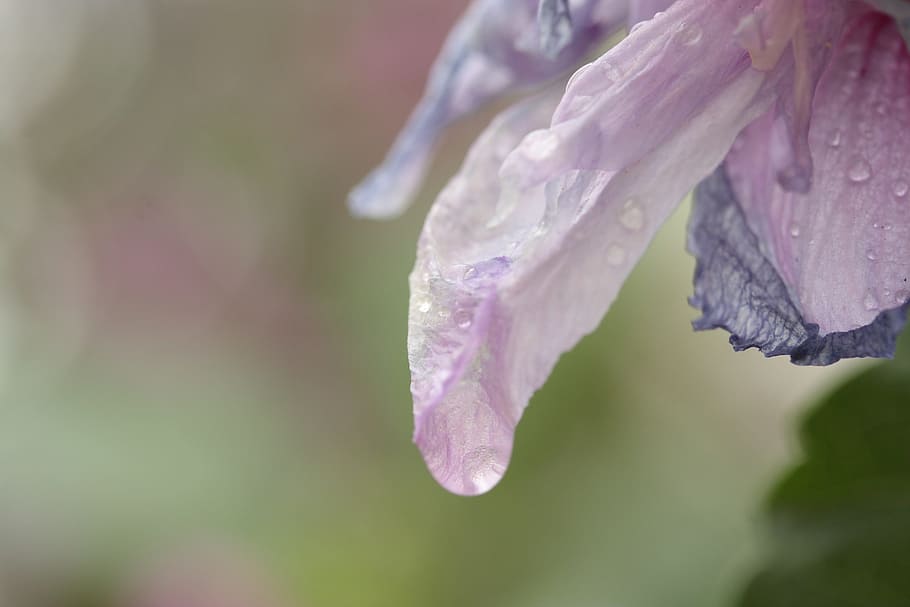 flower, fresh, summer, spring flowers, detail, texture, color image HD wallpaper