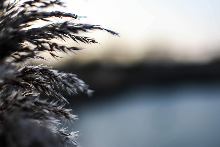 macro photography of gray leaves, shallow focus photography of brown leafed plant HD wallpaper