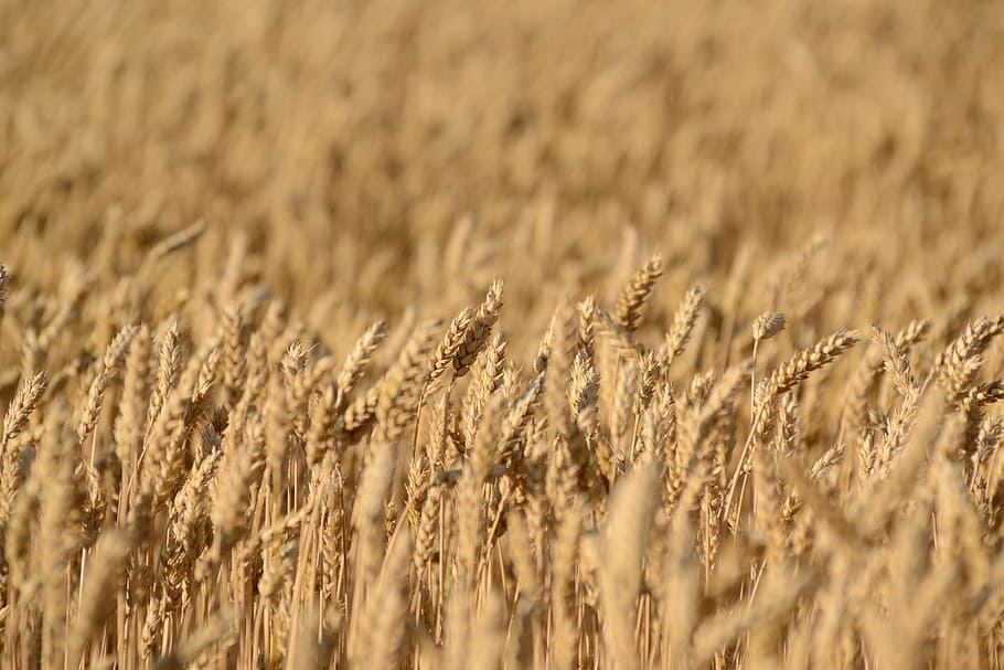 crops, field, wheat, rye, agriculture, cereal plant, rural scene HD wallpaper