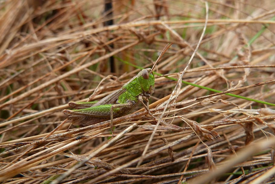 grasshopper, nature, macro, close, animal themes, animal wildlife HD wallpaper