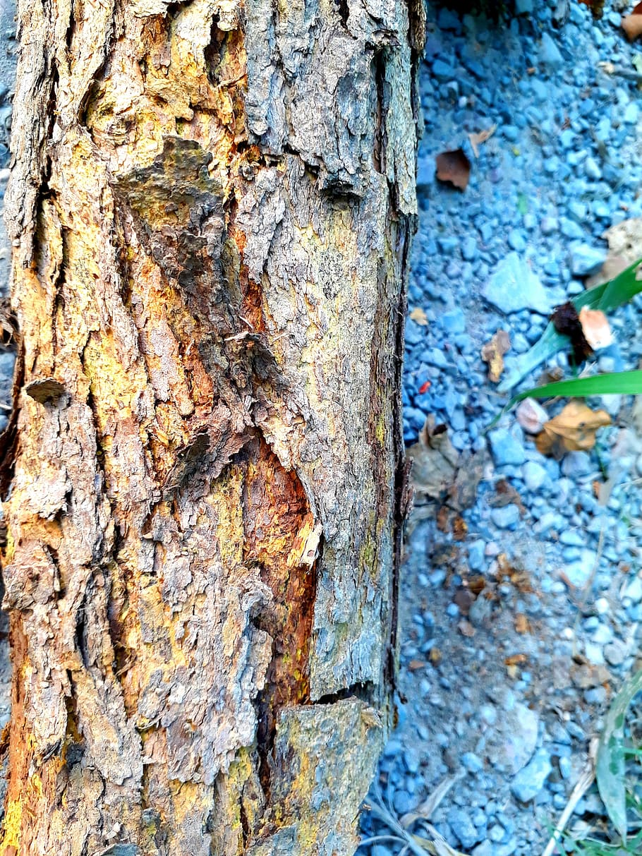 bark, wood, tree, old, desktop, earth surface, nature, tree trunk HD wallpaper