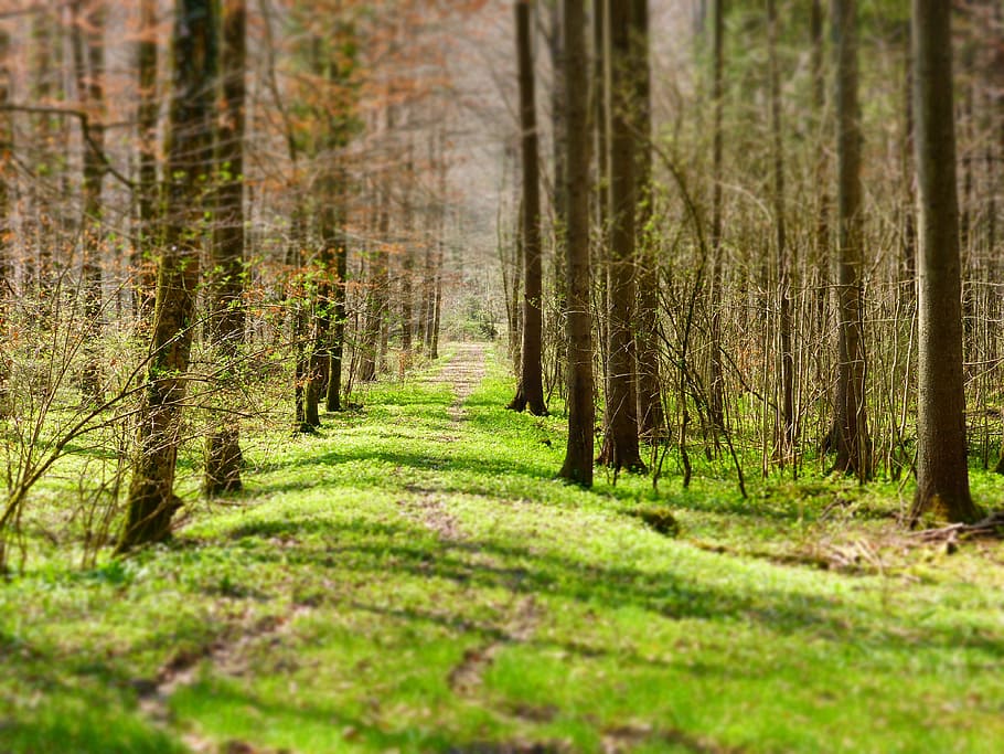forest, path, trees, nature, walk, track, land, tree trunk HD wallpaper