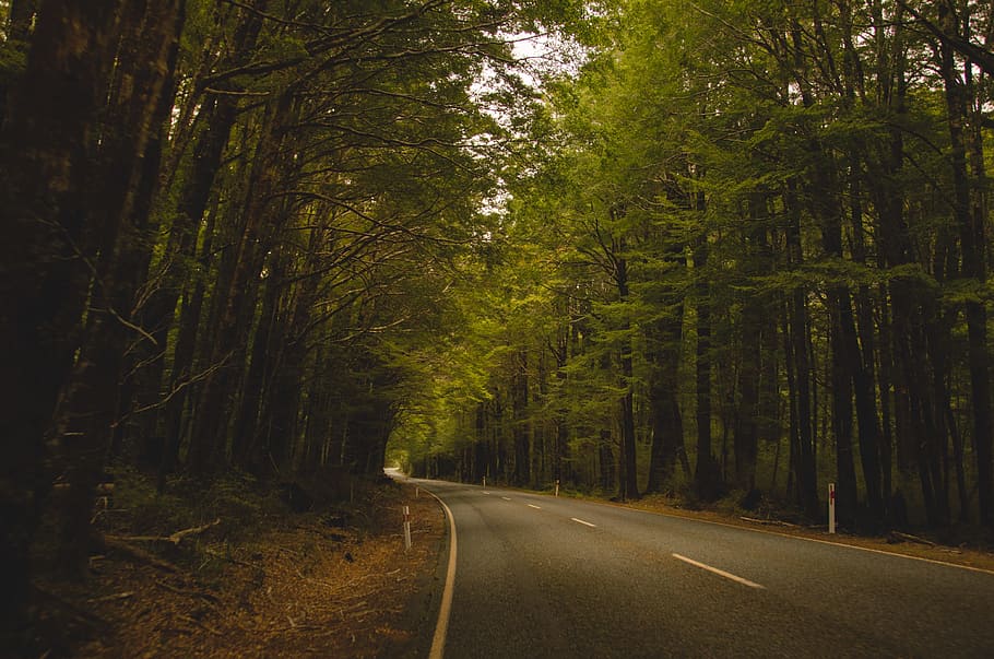 gray concrete road between green trees, asphalt road between trees HD wallpaper
