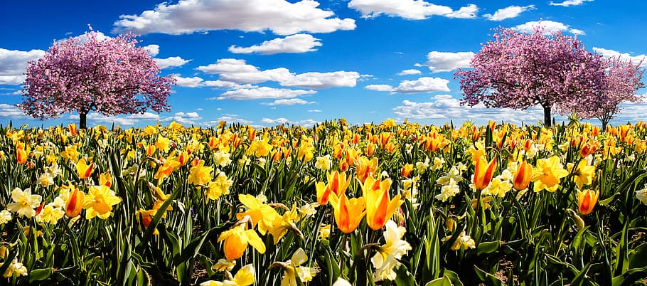 bed of yellow tulip flowers, osterglocken, spring meadow, daffodils HD wallpaper