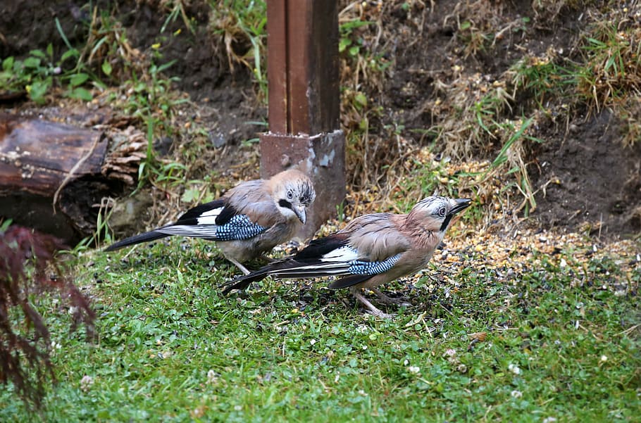 jay, bird, foraging, feather, plumage, doubles, nature, animal world HD wallpaper
