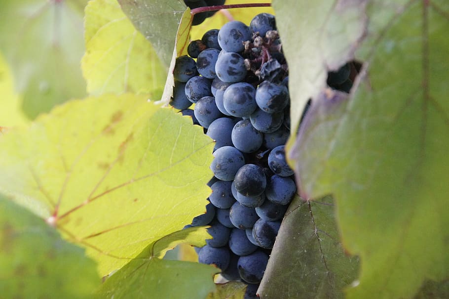 grapes, vineyard, wine, grape stock, rebstock, food and drink, HD wallpaper