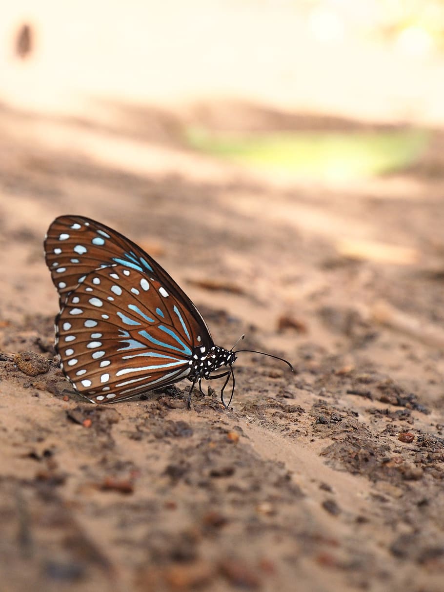 Bear, Butterfly, Natural, Insect, Ground, colorful, wings, animals in the wild HD wallpaper