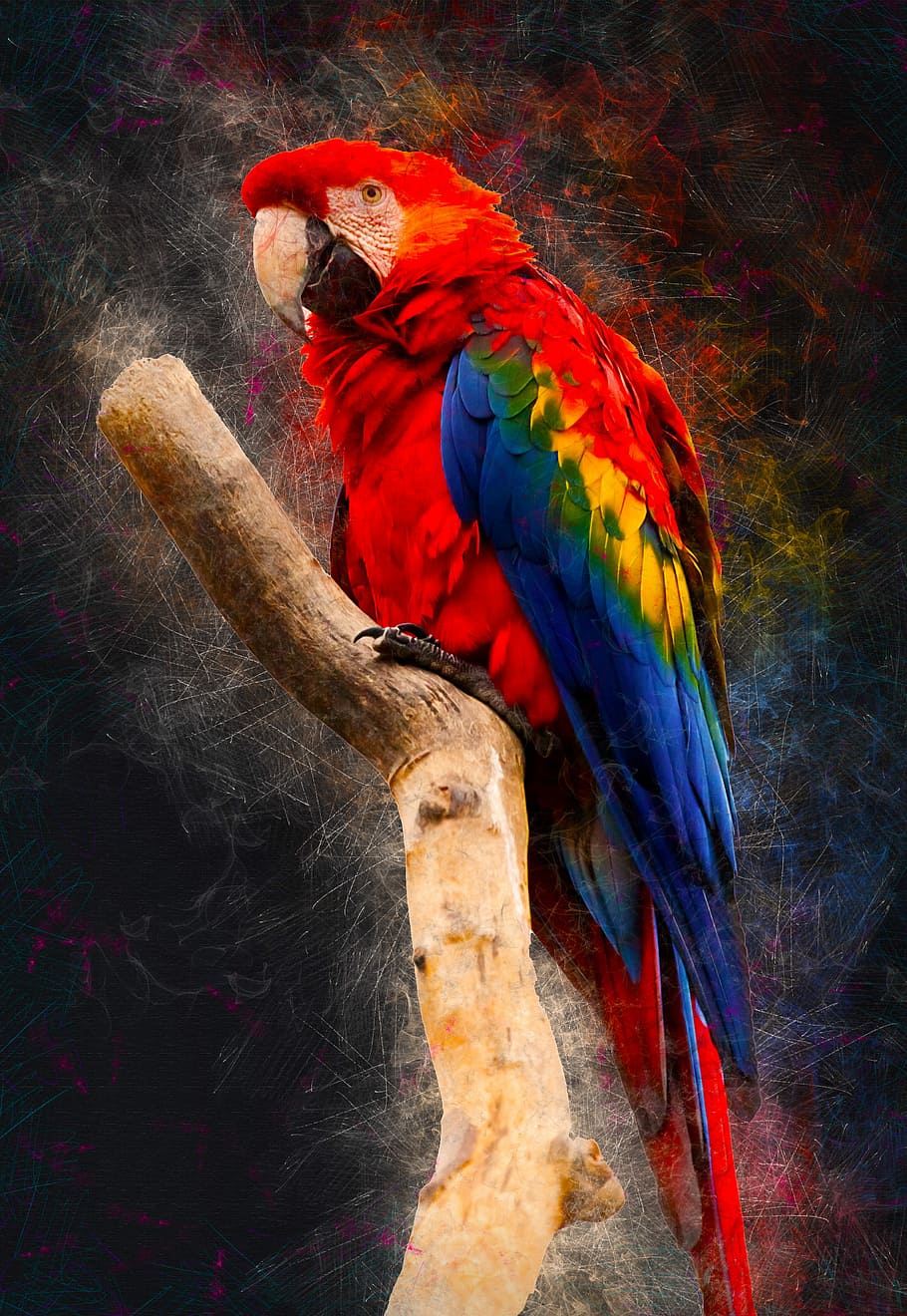 Worlds Most Beautiful Parrot 2017 HD wallpaper  Pxfuel