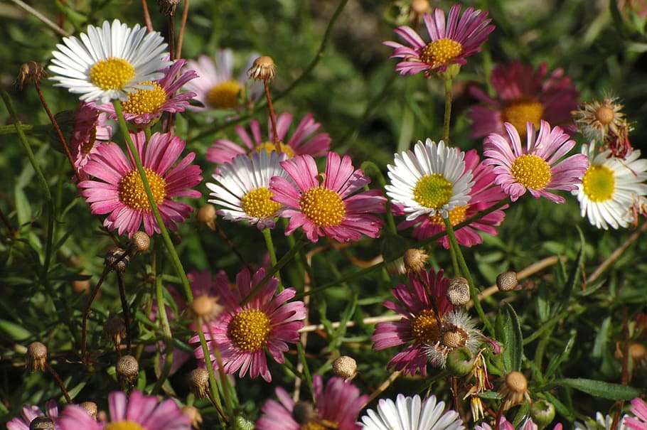 daisy, garden, meadow, white, pink, blossom, bloom, grass, flower HD wallpaper