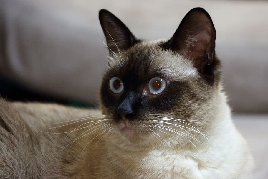 Cat, Pets, Siam, Elf, Easter, animal, domestic Cat, cute, mammal HD wallpaper