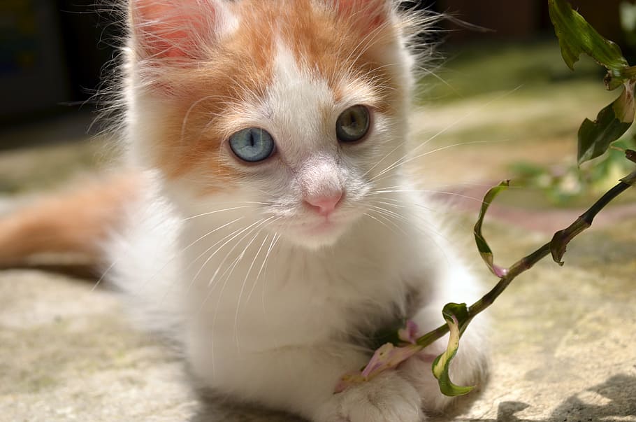white and orange tabby kitten holding green leaf plant, awesome