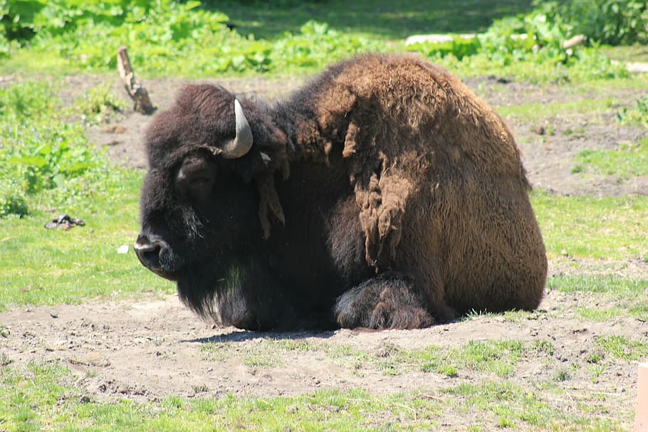 bison, zoo, wild, cattle, endangered, hoofed, wildlife, nature HD wallpaper