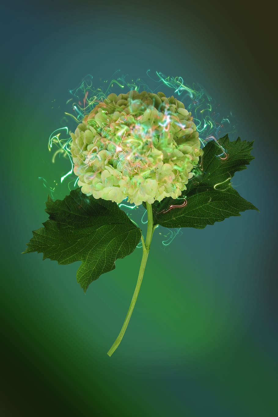 hydrangea, flower, nature, closeup, flora, summer, garden flowers HD wallpaper