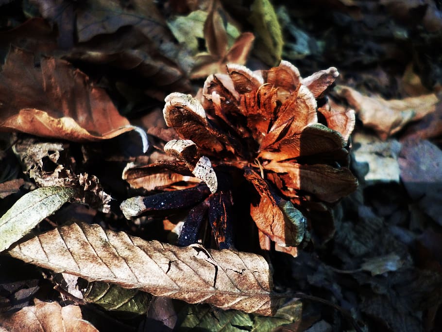 Nature, Cone, Autumn, Forest, day, no people, close-up, outdoors HD wallpaper