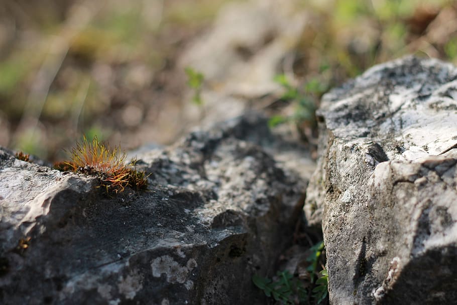 spring, rest, cliff, moss, walking in green, nature, plant HD wallpaper