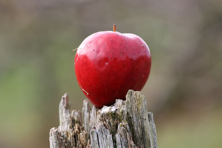 apple, red, ripe, fruit, apple tree, focus on foreground, healthy eating HD wallpaper