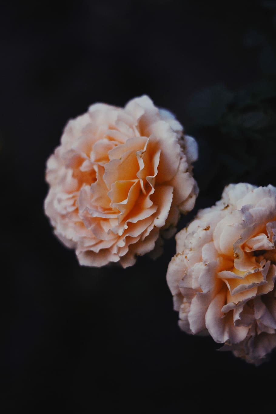 selective focus photography of white flower, two white-and-orange petaled flowers