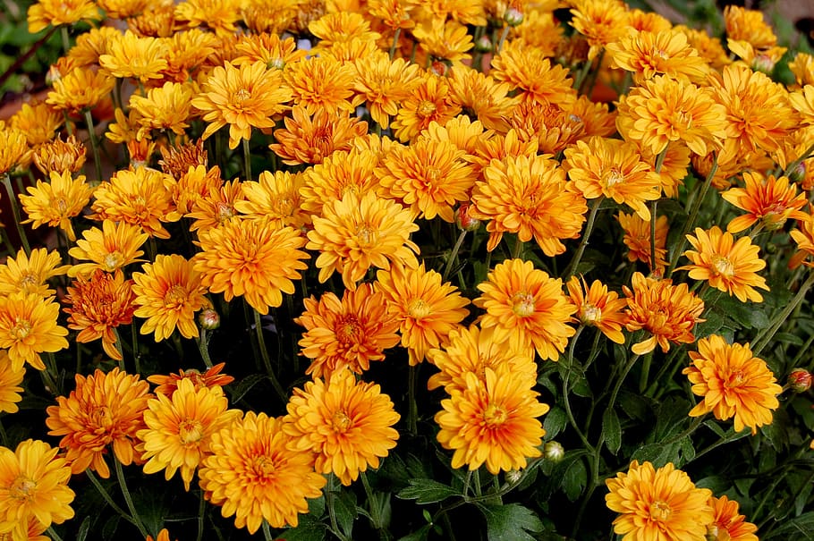mums, garden, orange, flowering plant, vulnerability, fragility HD wallpaper