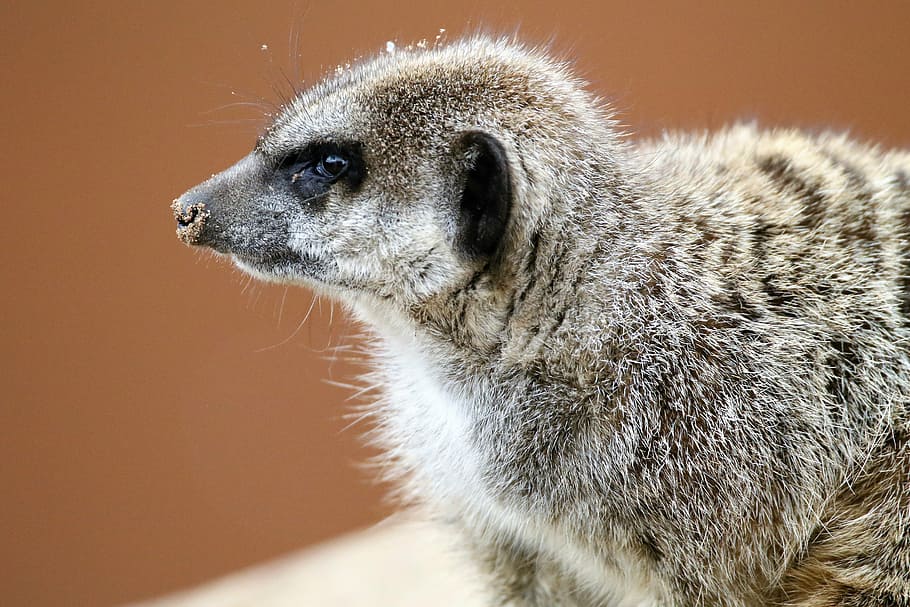 meerkat, small, mongoose, nature, animal, wild, cute, mammal HD wallpaper